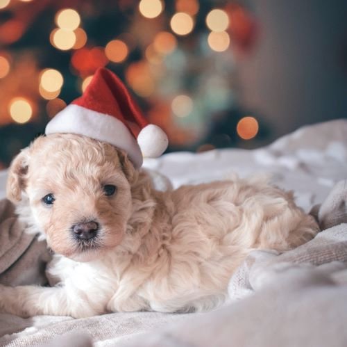 How Can I Keep My Pets Safe During Christmas Celebrations?