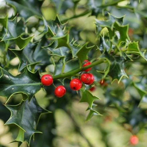 Mistletoe: From Ancient Rituals To Christmas Romance